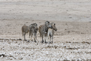 Burchell's Zebra