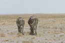 Burchell's Zebra grazing