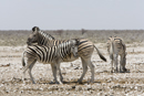 Young burchell's zebra with mother