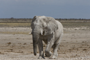 African Wildlife Gallery
