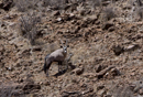 Gemsbok