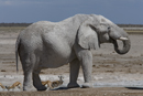 African elephant drinking at waterhole