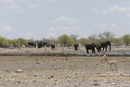 African elephants leaving waterhole
