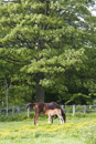 Mare nursing foal in a field