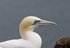 Gannets Gallery