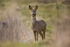 Roe Deer Gallery 1