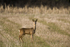 Roe Deer Gallery 2