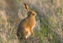 European Brown Hare Gallery 1