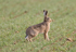 European Brown Hare Gallery 2