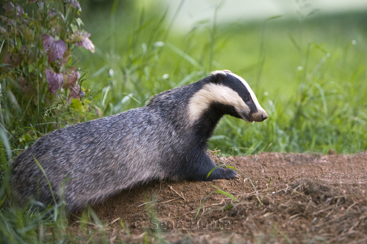 Eurasian badger by sett entrance at the edge of a wheat field