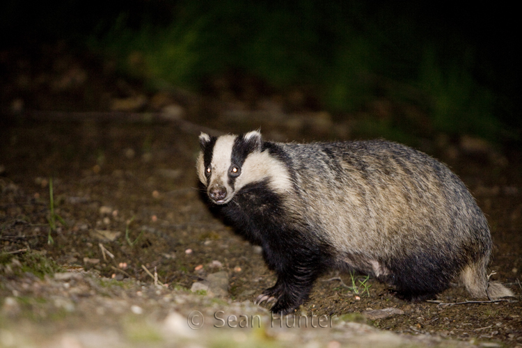Sean Hunter Photography Badgers