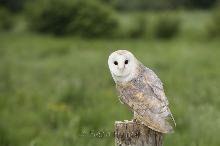 Female barn owl perched on stump