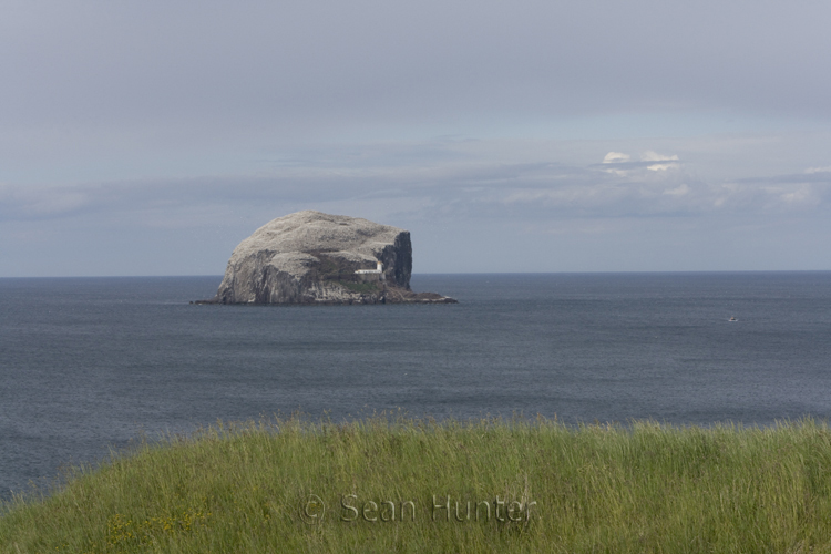 The Bass Rock in the Firth of Forth, Scotland