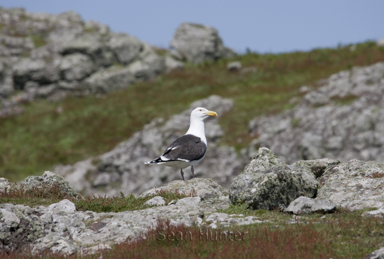 Great black-backed gull on Skomer Island