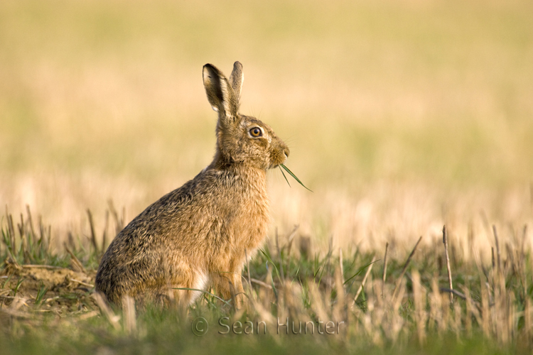 European brown hare eating green shoots in a stubble field