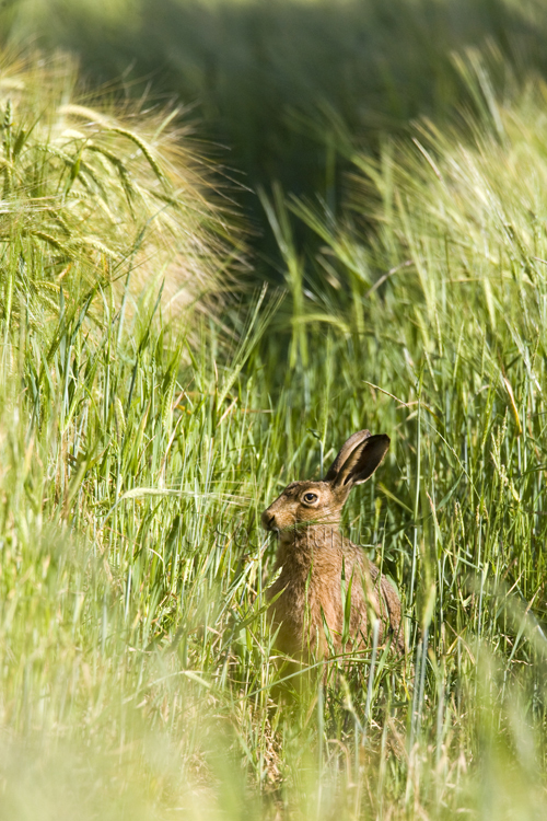 European brown hare eating barley