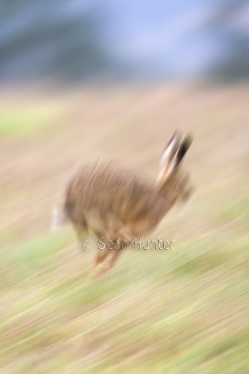 European brown hare running in a stubble field