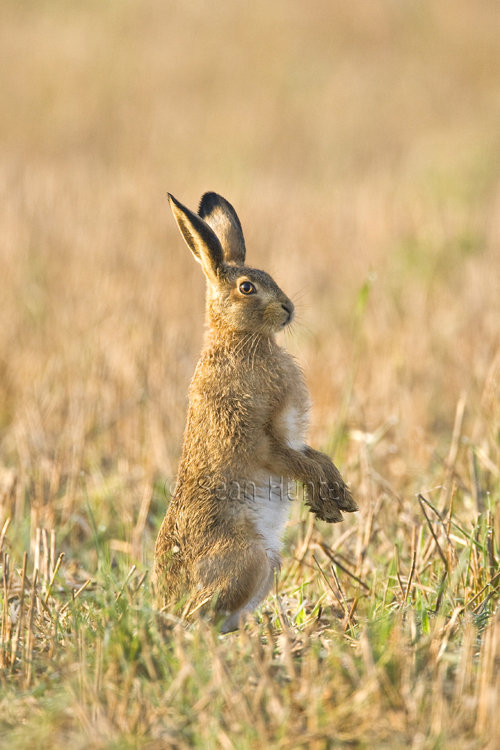 European brown hare standing on hind legs in a stubble field