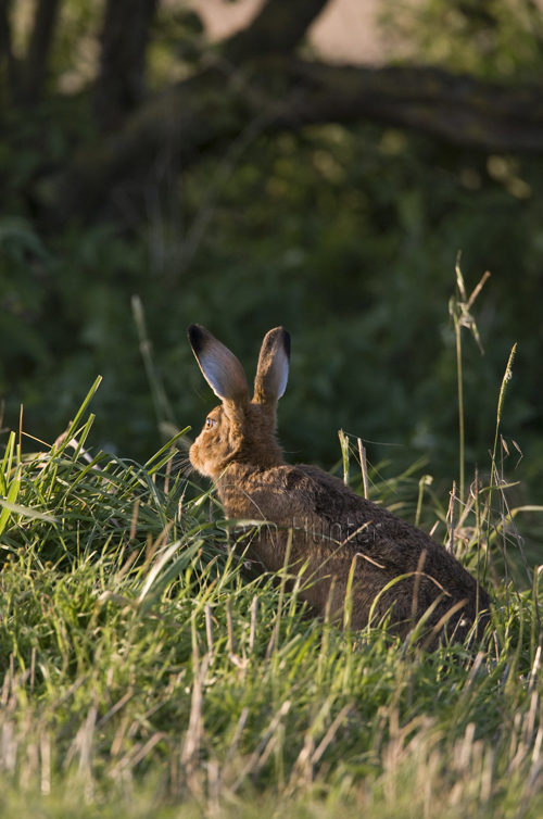 An alert European brown hare