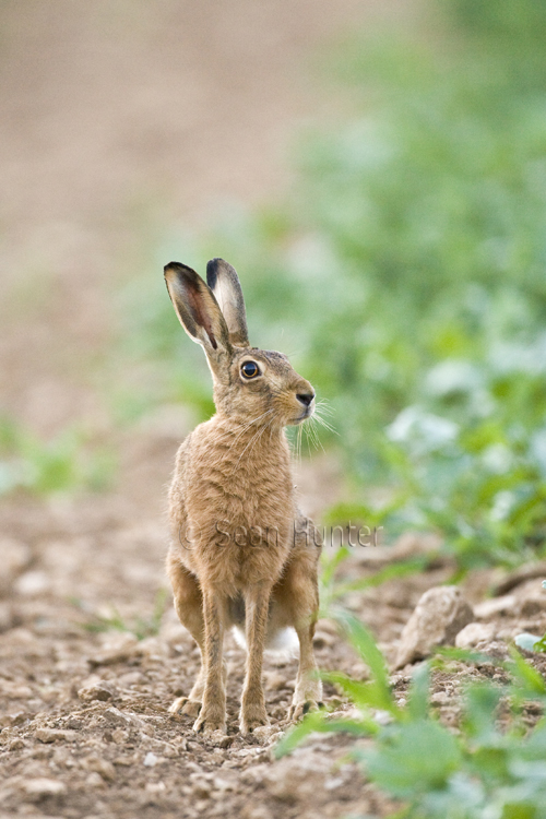 European brown hare at the edge of a field