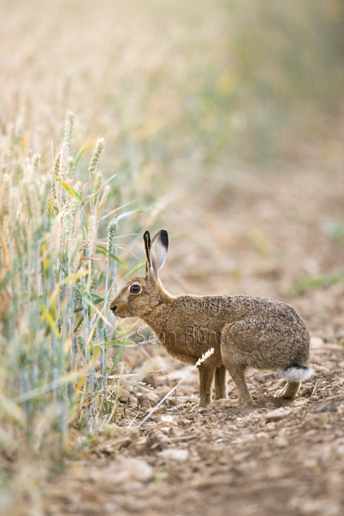 European brown hare at the edge of a field of wheat.