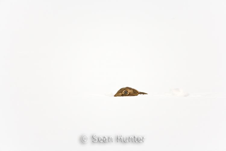 European brown hare in a field in the snow