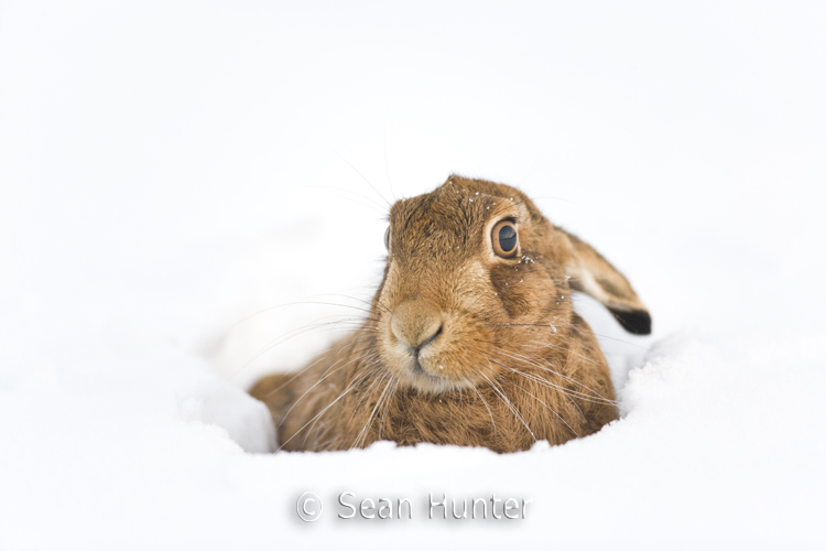 European brown hare in the snow