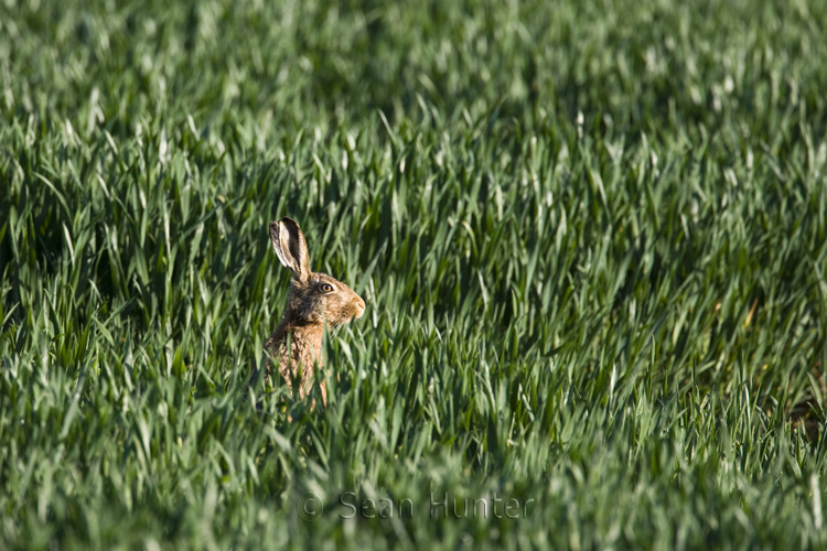 European brown hare in a field of winter wheat