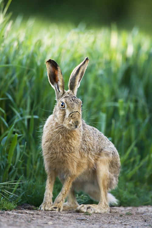 European brown hare on a farm track next to a field of winter wheat