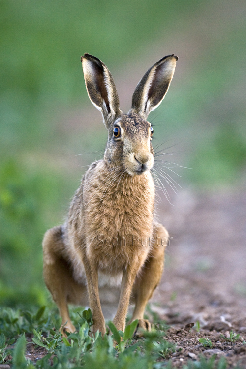 European brown hare on a farm track