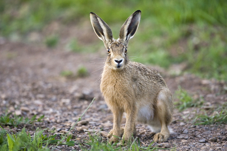 Young European brown hare on a farm track