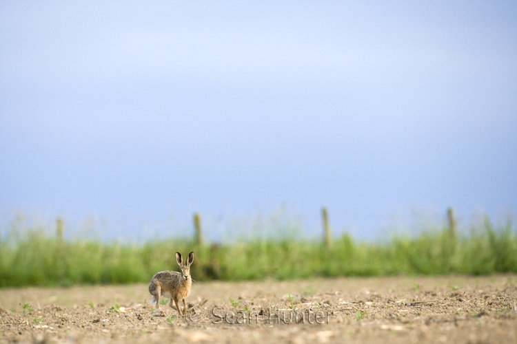 European brown hare in a field