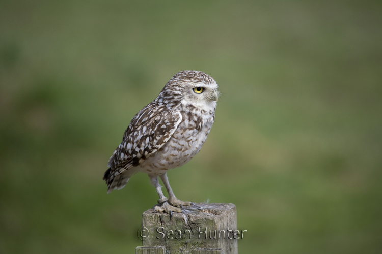 Sean Hunter Photography Owls