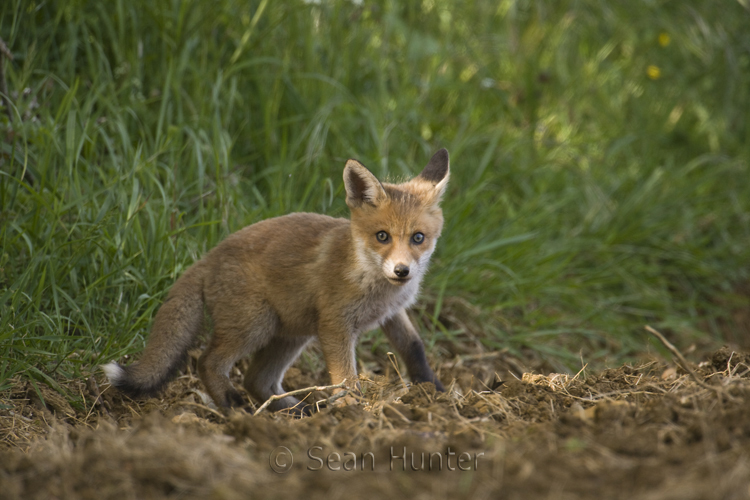 European red fox cub at the edge of a farmers field