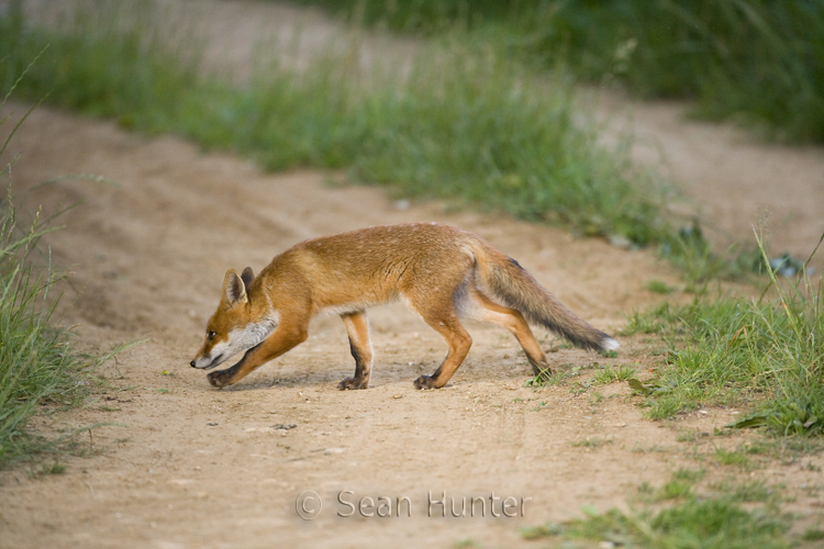 Young European red fox crossing a farm track