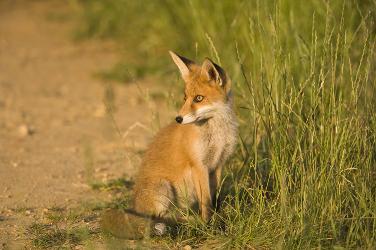 Young European red fox sitting at the edge of a farm track