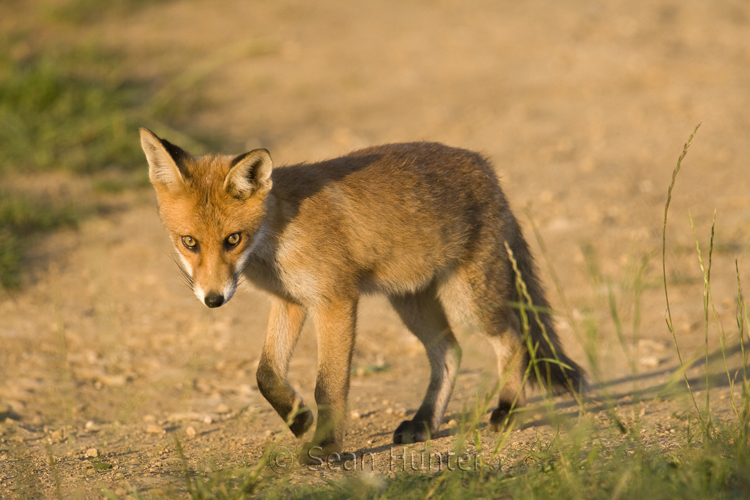 Young European red fox trotting along a farm track