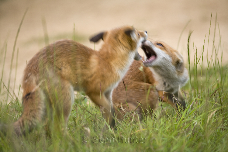Young European red foxes fight over food