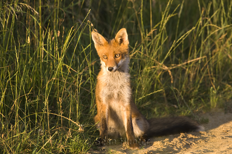Young European red fox at the edge of a farm track