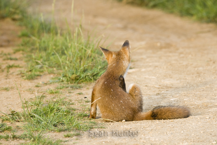 European red fox cub sitting on a farm track scratching