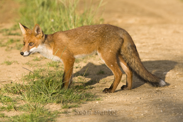 Young European red fox on a farm track in the early evening sun