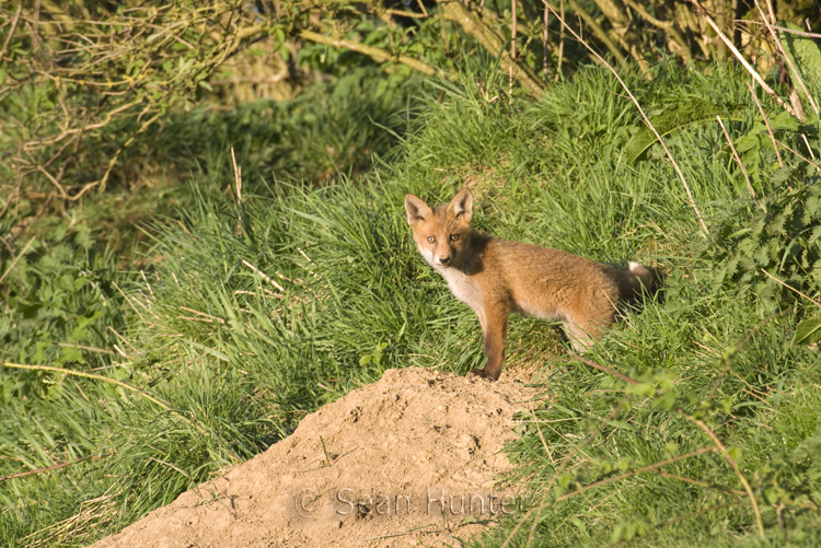 European red fox cub at the entrance to the den