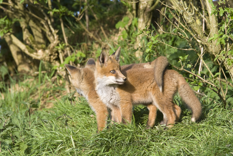 European red fox cubs under a hedgerow near den