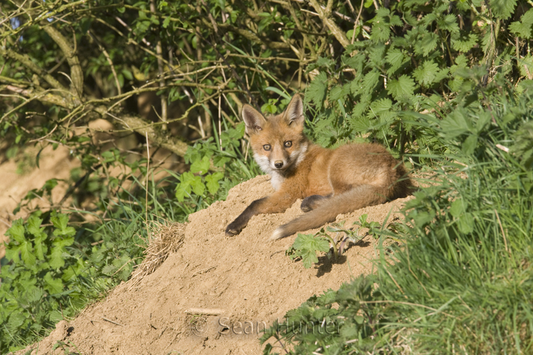European red fox cub relaxes at den entrance