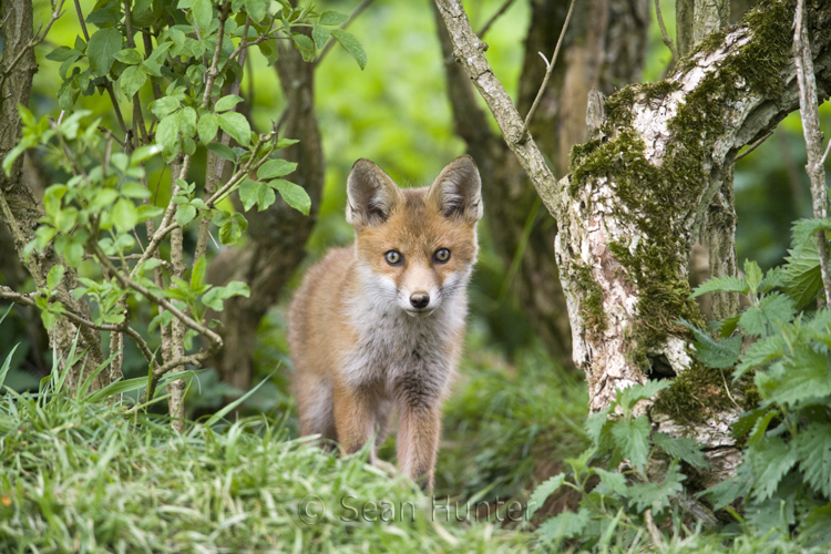 European red fox cub under a hedgerow near den