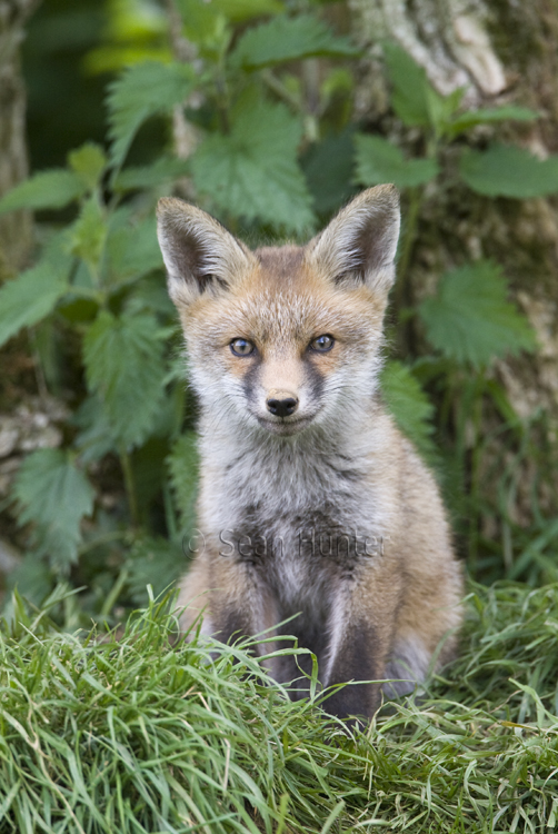 European red fox cub near den under a hedgerow