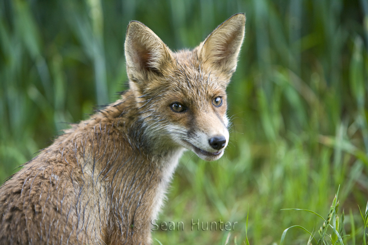 Young European red fox at the edge of a field of wheat
