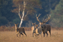 Red deer stag pursues hinds during rut
