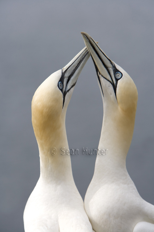 Gannets in courtship displat on the Bass Rock