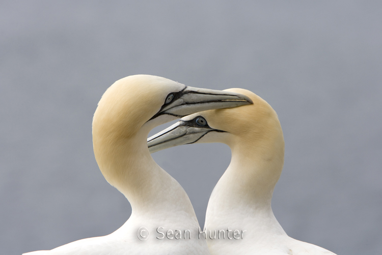 Gannets in courtship display on the Bass Rock